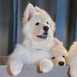 Reba - White female Shiloh Shepherd puppy in Anza, California from Stunning Shiloh Shepherds