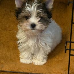 Penny - Black tan and white female Biewer Terrier puppy in Laporte, Indiana from Stoll'n Kisses Biewers
