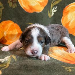 Birch - Blue merle male Aussiedoodle puppy in York, Pennsylvania from Puppies at The Happy Acre Farm