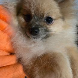 Lil Lou - Orange sable male Pomeranian puppy in Ontario, Oregon from S'more Pomeranians