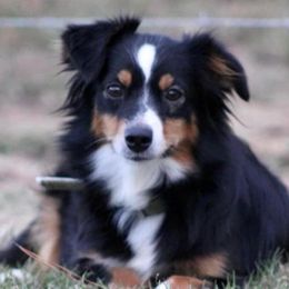 Miniature Australian Shepherds from Cromwell Royalty Poodles and Doodles