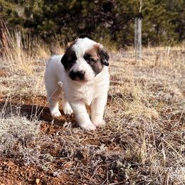 Rye - Badger male Colorado Mountain Dog puppy in Cotopaxi, Colorado from Waterloo Mountain Farm
