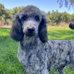 Enoki - Brindle male Poodle puppy in Arroyo Grande, California from Ever So Clever Poodles