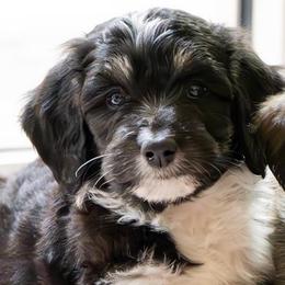 Casanova - Black tri-color male Aussiedoodle puppy in Jackson, Tennessee from Dinah Doodles and Aussies