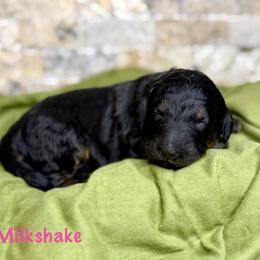 Milkshake - Phantom female Bernedoodle puppy in Midland, Michigan from Northern Charm Farm