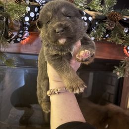 Brady - Blue male German Shepherd puppy in Watervliet, Michigan from M&M Shepherd Farms