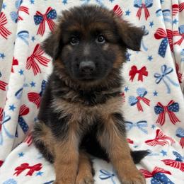 Sarsaparilla - Mulan - Black and red female German Shepherd puppy in Coplay, Pennsylvania from By My Side Germans Shepherds & Dobermans
