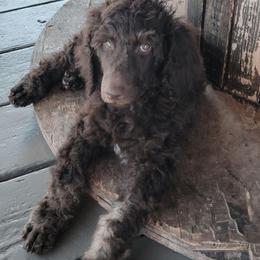 Miranda - Phantom female Poodle puppy in Port Orange, Florida from Daytona’s Standard Poodles