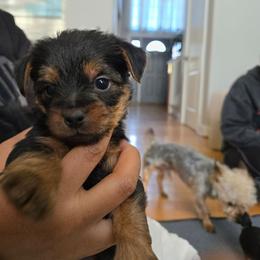 Girl 1 - Black and tan female Yorkshire Terrier puppy in Virginia Beach, Virginia from Andre's Yorkshire Terriers