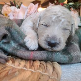 Goldendoodles from Taylored Labradoodles and Goldendoodle's of Michigan