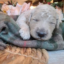 Goldendoodles from Taylored Labradoodles and Goldendoodle's of Michigan