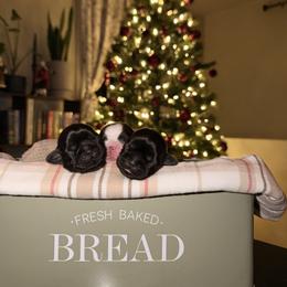 Trout - Black and white male Shih Tzu puppy in Bremerton, Washington from California Shih Tzu