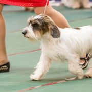 Petit Basset Griffon Vendeens from Stone House Hounds