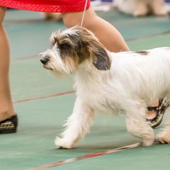 Petit Basset Griffon Vendeens from Stone House Hounds
