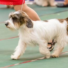 Petit Basset Griffon Vendeens from Stone House Hounds