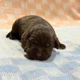 Bo Peep - Chocolate female Labrador Retriever puppy in Isle, Minnesota from Dog Ear Outfitters