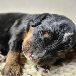 Bernedoodle Puppies from Whispering Aspen Homestead