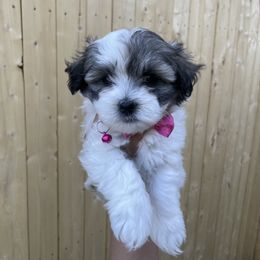Havanese Puppies from Happy Havanese NJ