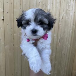 Havanese Puppies from Happy Havanese NJ