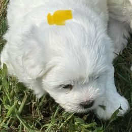 Puppy 3 - White male Coton de Tulear puppy in St Johns, Michigan from Centennial Farms Cotons