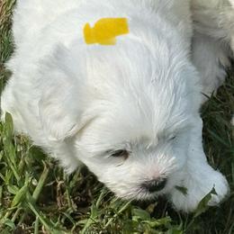 Puppy 3 - White male Coton de Tulear puppy in St Johns, Michigan from Centennial Farms Cotons