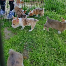 American Corgi Puppies from Thomas Corgi's