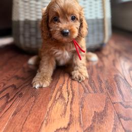 Spidey - Red and white male Cockapoo puppy in Alexandria, Alabama from Bright and Beautiful Cockapoos and Doodles