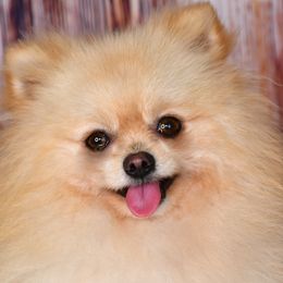 Galileo - Pomeranian