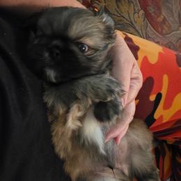 Princess boy - Fawn sable male Pekingese puppy in Conroe, Texas from SFLK