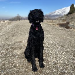 Mia - Poodle