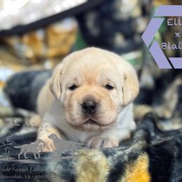 Light purple collar female - Yellow female Labrador Retriever puppy in Beaverdam, Virginia from Riverside Sunset Labrador Retrievers