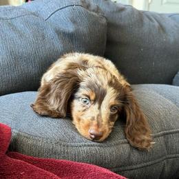 Dachshund All Grown Up from Mini Dots Mini Dachshunds