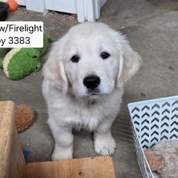 Willow Boy 1 - Light golden male Golden Retriever puppy in Niles, Michigan from Composer Goldens