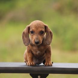 Kitty - Dapple female Dachshund puppy in Okeechobee, Florida from Far Far Away Dachshunds