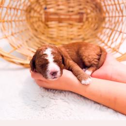 Omelet - Red  female Goldendoodle puppy in Kissimmee, Florida from Poodle Doodle Kennels