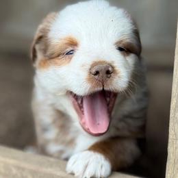 Sequoia - Red merle male Miniature Australian Shepherd puppy in Hempstead, Texas from Young Gun Aussies