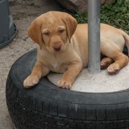 Labrador Retriever Puppies from Loving Loyal Labs