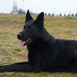 Qista - German Shepherd