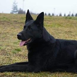 Qista - German Shepherd