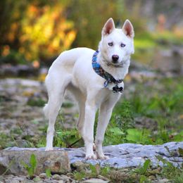 Tsuki - Siberian Husky