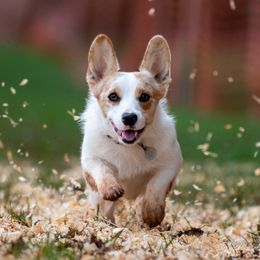 BONNIE - American Corgi