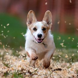 BONNIE - American Corgi