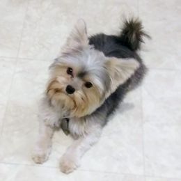 Biewer Terriers and Yorkshire Terriers from Cynthia's Biewer Puppies