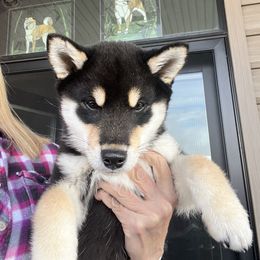 Shiba Inu Puppies from Hillsdale Shiba Inu