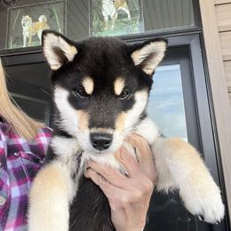 Shiba Inu Puppies from Hillsdale Shiba Inu