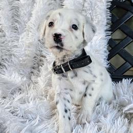 Black - White and black male Dalmatian puppy in Gray, Georgia from Fuller Spots