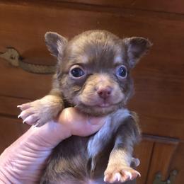 Dewey Riley - Chocolate male Chihuahua puppy in Amelia, Virginia from Pannell’s Precious Pups