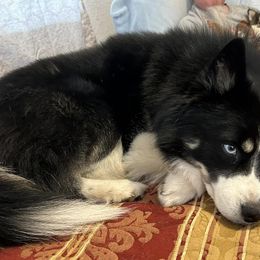 Pomskies from Fort Smith Pomsky’s