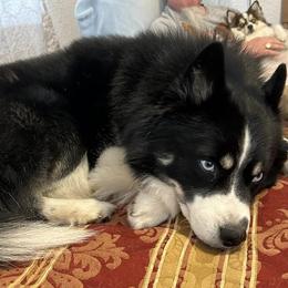Pomskies from Fort Smith Pomsky’s