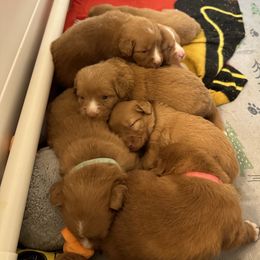 Nova Scotia Duck Tolling Retriever Puppies from Tallyho Tollers